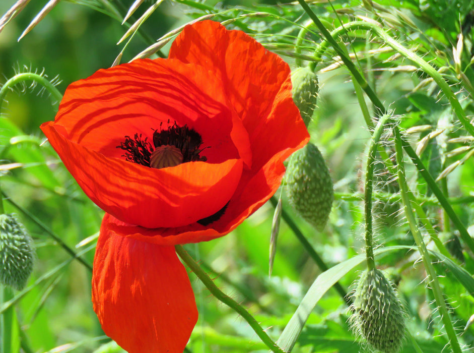 Roter Mohn 2000 Teile Puzzle quer - CALVENDO Foto-Puzzle'