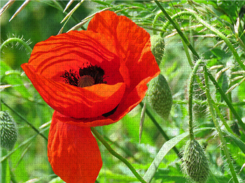 Roter Mohn 2000 Teile Puzzle quer - CALVENDO Foto-Puzzle'
