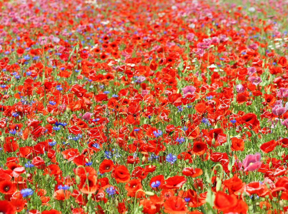 Rotes Blütenmeer 2000 Teile Puzzle quer - CALVENDO Foto-Puzzle'