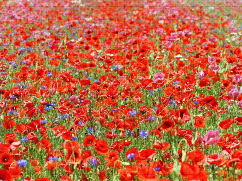Rotes Blütenmeer 2000 Teile Puzzle quer - CALVENDO Foto-Puzzle'