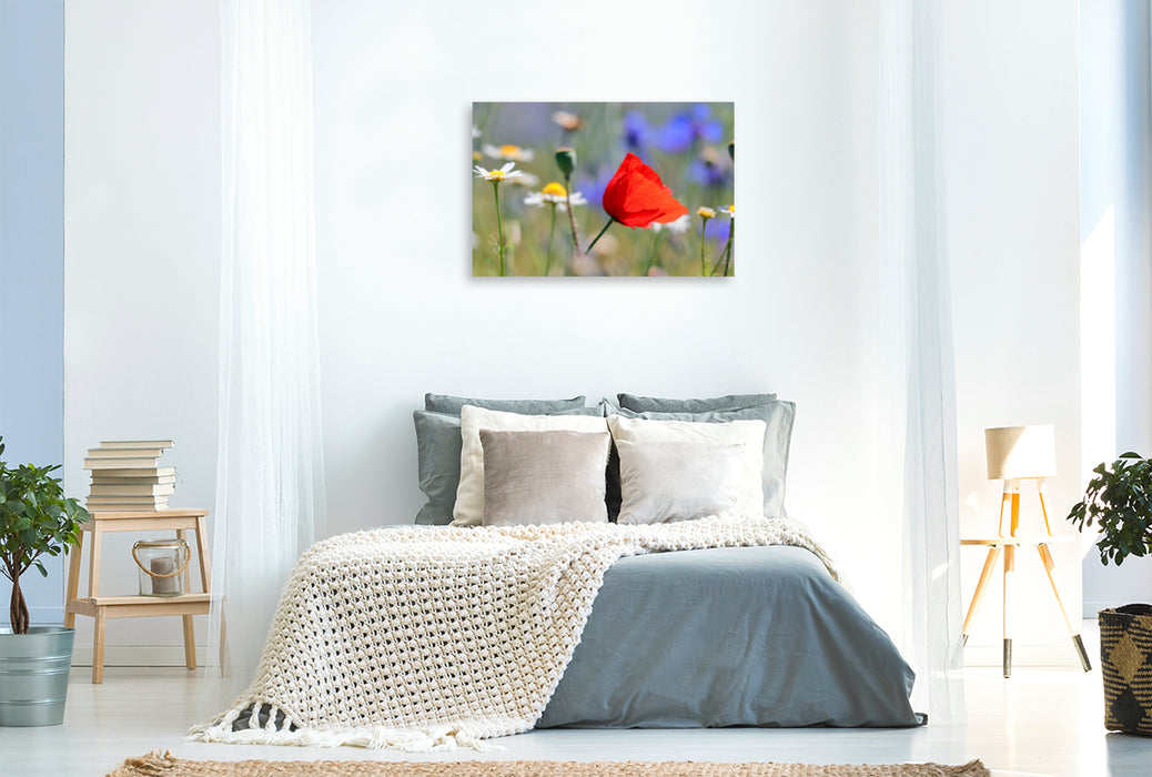 Premium textile canvas Premium textile canvas 120 cm x 80 cm landscape Red splash of color in the meadow 