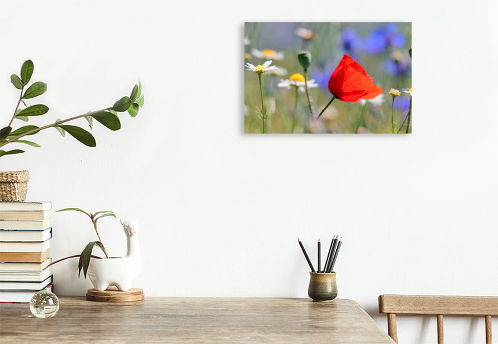 Premium textile canvas Premium textile canvas 120 cm x 80 cm landscape Red splash of color in the meadow 