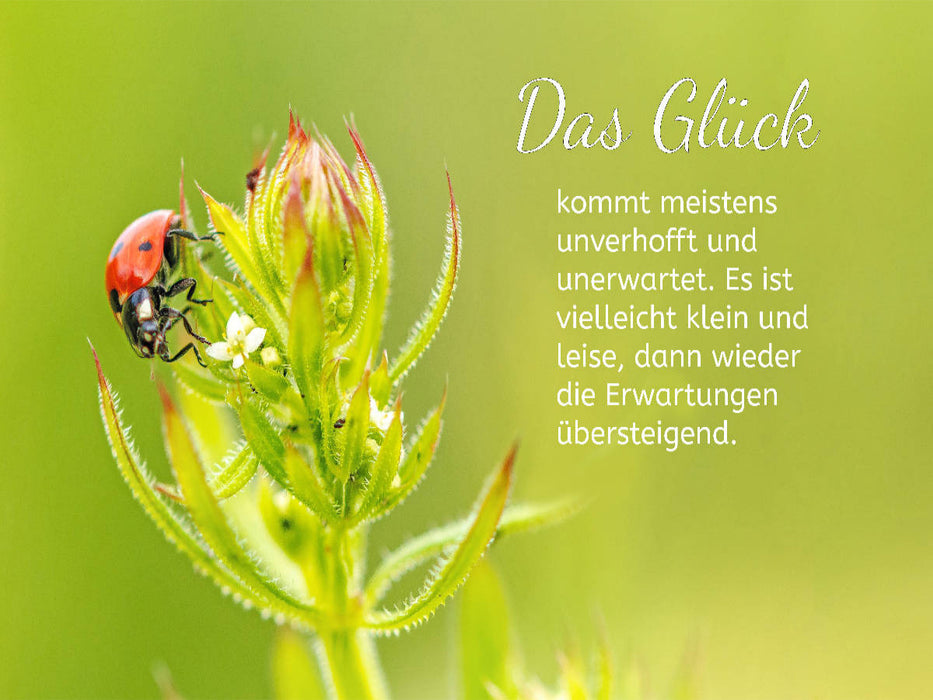 Ein Marienkäfer - CALVENDO Foto-Puzzle'