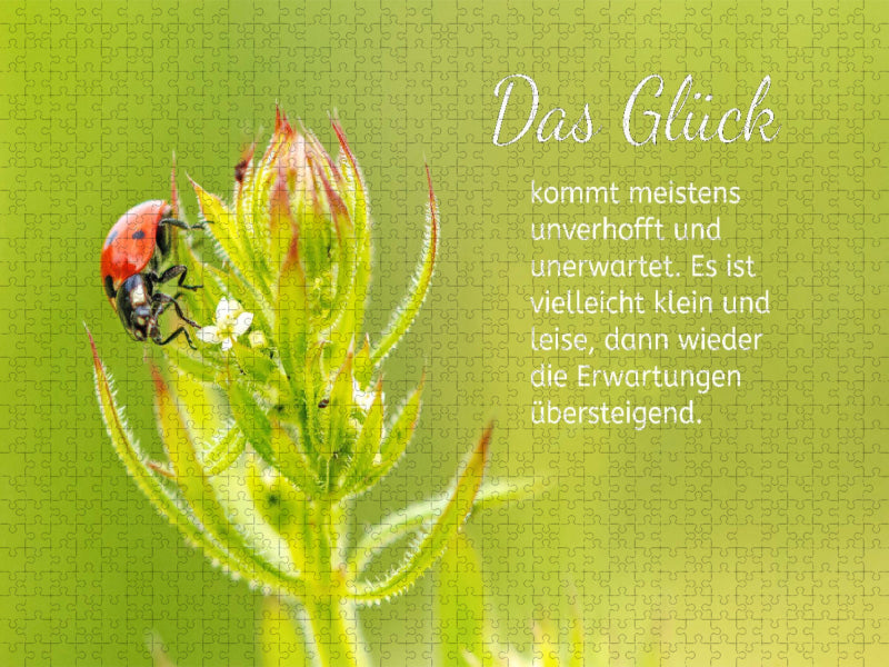 Ein Marienkäfer - CALVENDO Foto-Puzzle'