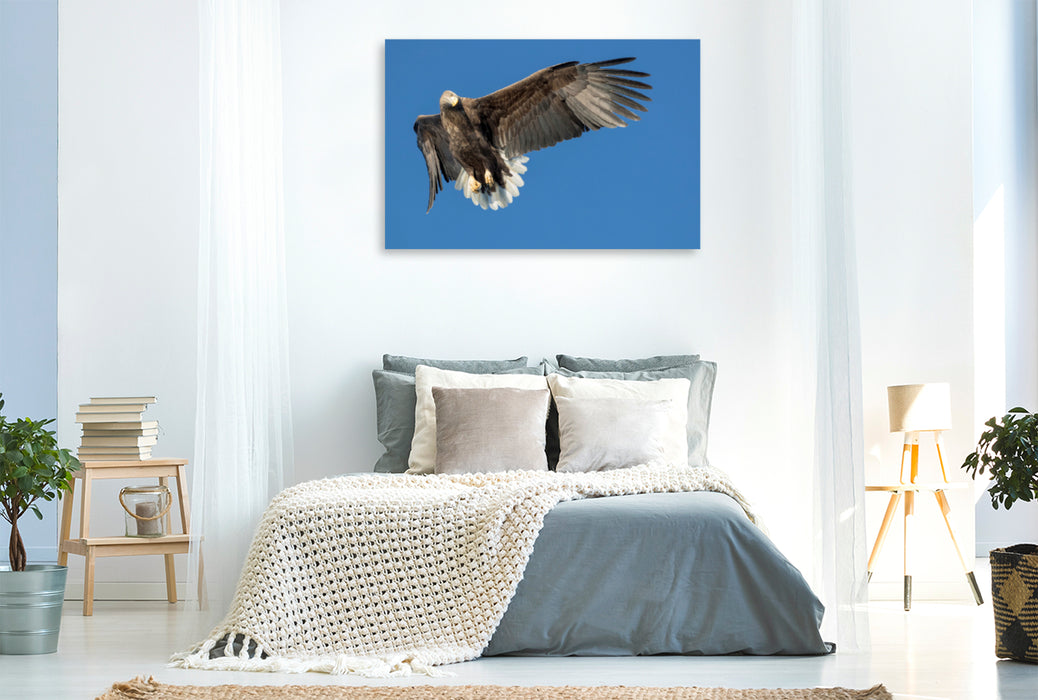 Premium textile canvas Premium textile canvas 120 cm x 80 cm landscape sea eagle 