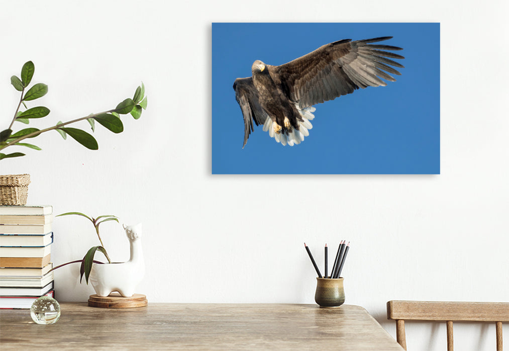 Premium textile canvas Premium textile canvas 120 cm x 80 cm landscape sea eagle 