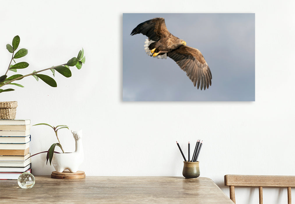 Premium textile canvas Premium textile canvas 120 cm x 80 cm landscape sea eagle 