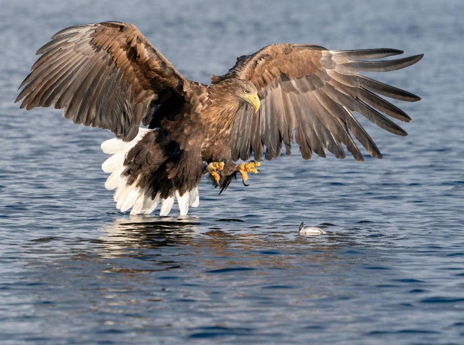 Seeadler - CALVENDO Foto-Puzzle'