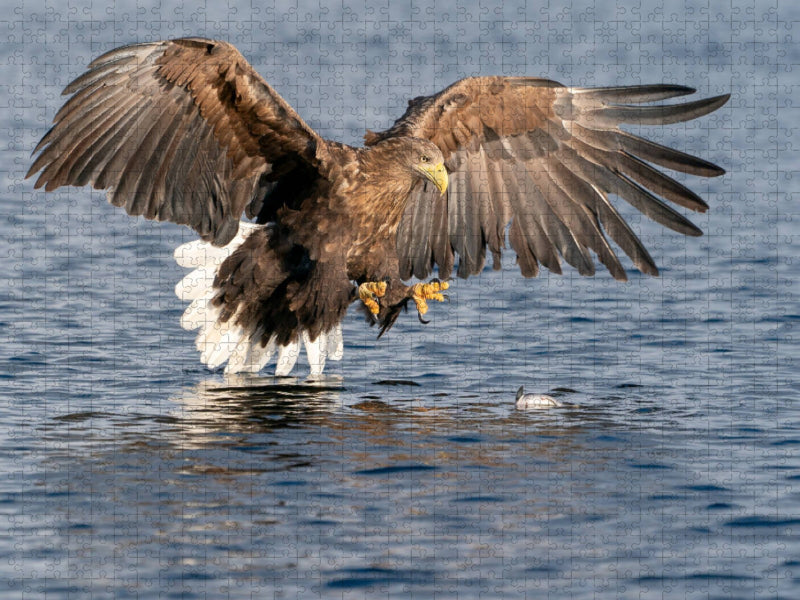 Seeadler - CALVENDO Foto-Puzzle'
