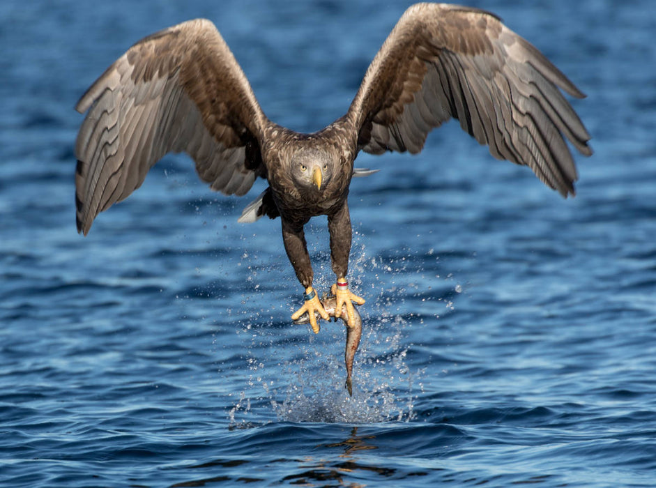 Seeadler - CALVENDO Foto-Puzzle'