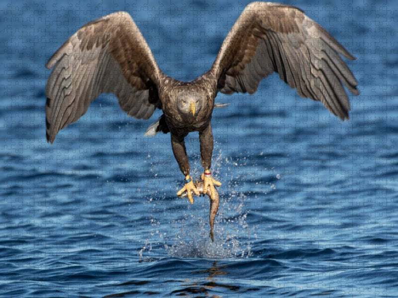 Seeadler - CALVENDO Foto-Puzzle'