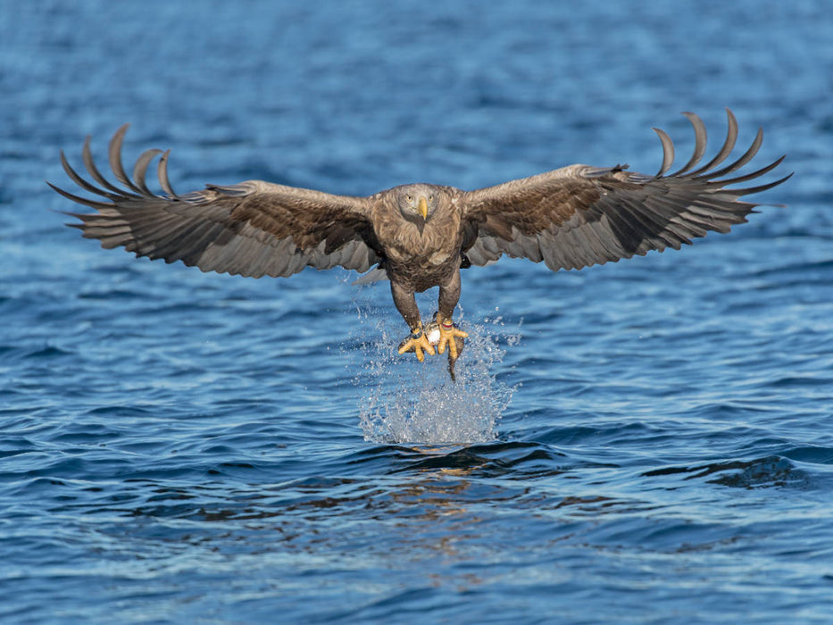 Seeadler - CALVENDO Foto-Puzzle'