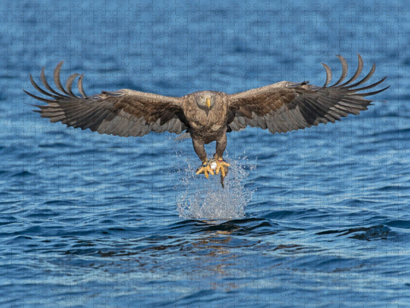 Seeadler - CALVENDO Foto-Puzzle'