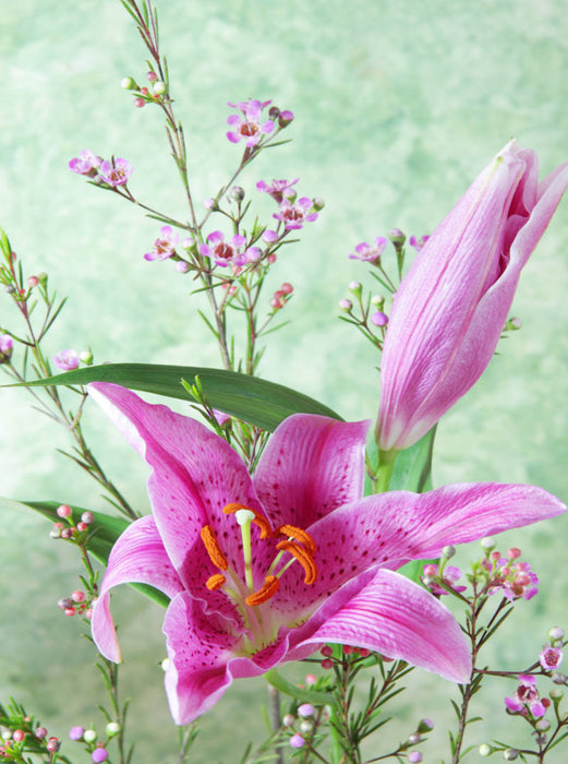 Lilienblüten und Wachsblumen - CALVENDO Foto-Puzzle'