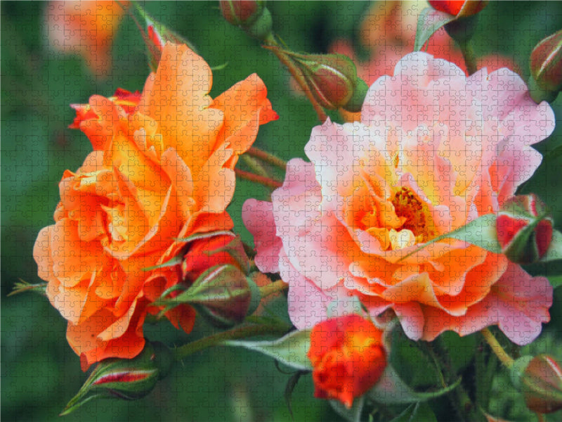 Rosenduo orange-pink 2000 Teile Puzzle quer - CALVENDO Foto-Puzzle'