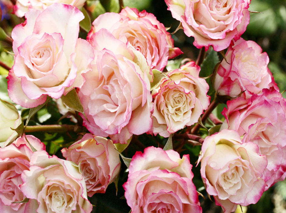 Hübscher Rosenstrauß in zartem Rosa - CALVENDO Foto-Puzzle'