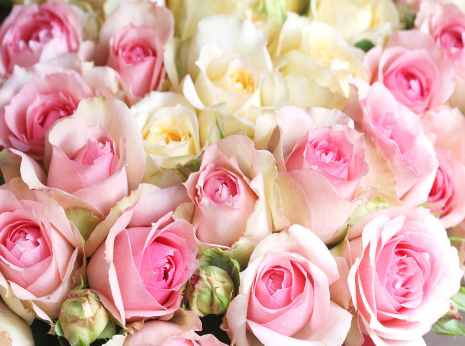 Rosen in zarten Pastelltönen - hellgelb und rosa - CALVENDO Foto-Puzzle'