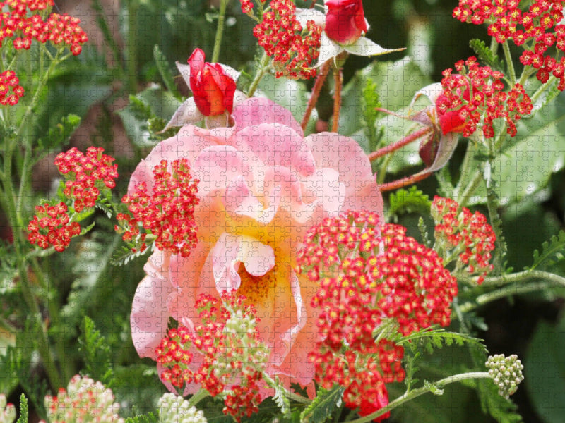 Rosa Rose mit roter Schafgarbe - CALVENDO Foto-Puzzle'