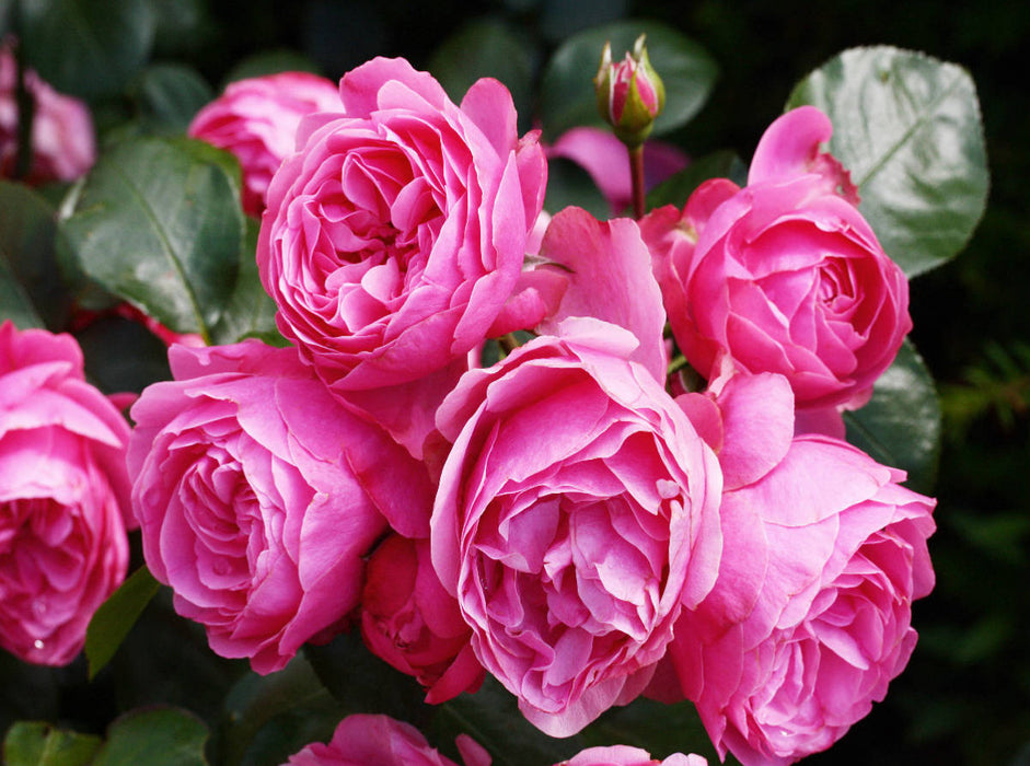 Rose Leonardo da Vinci in sattem Pink - CALVENDO Foto-Puzzle'