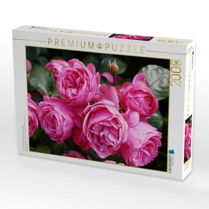 Rose Leonardo da Vinci in sattem Pink - CALVENDO Foto-Puzzle'