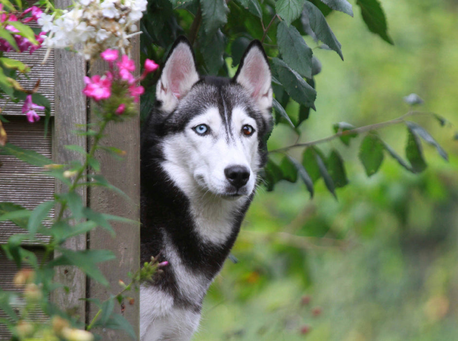 Husky Sibérien - Puzzle photo CALVENDO 