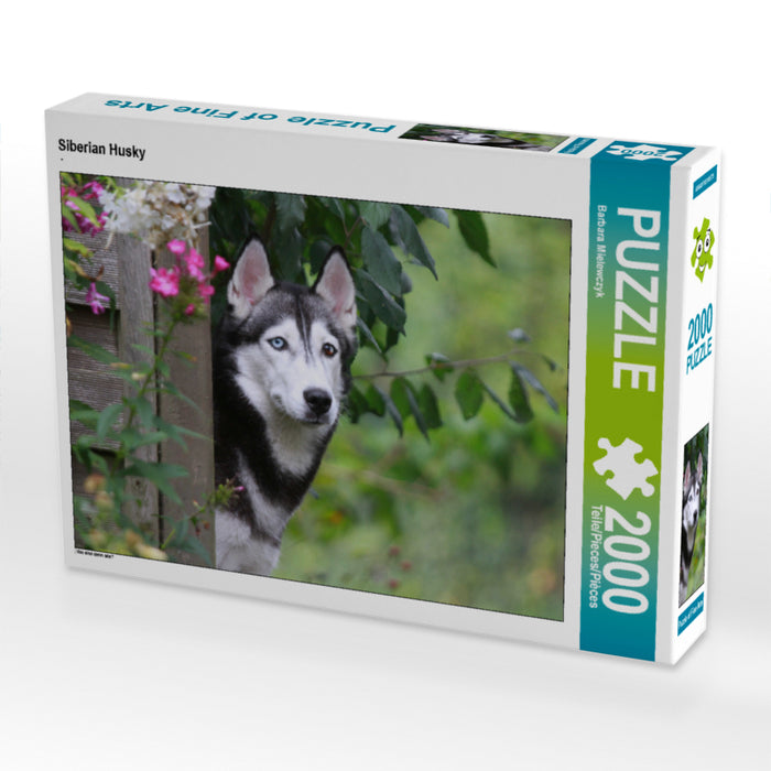 Husky Sibérien - Puzzle photo CALVENDO 