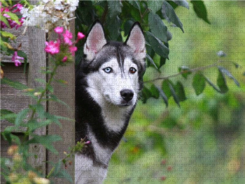 Siberian Husky 2000 Teile Puzzle quer - CALVENDO Foto-Puzzle'