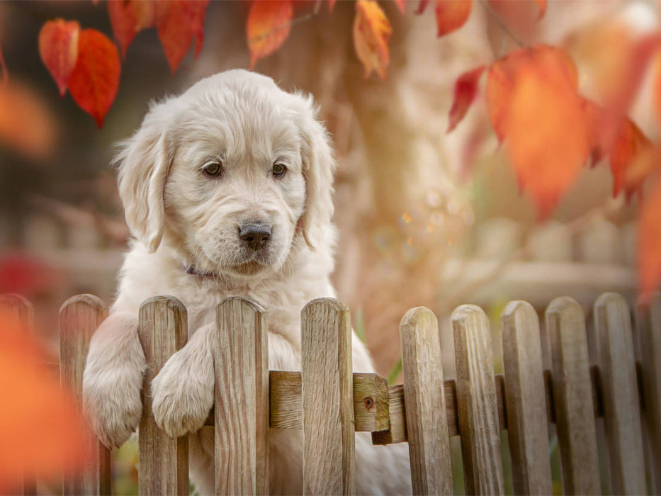 Ein Motiv aus dem Kalender Golden Retriever - Sweet Puppy von Martina Wrede - CALVENDO Foto-Puzzle'