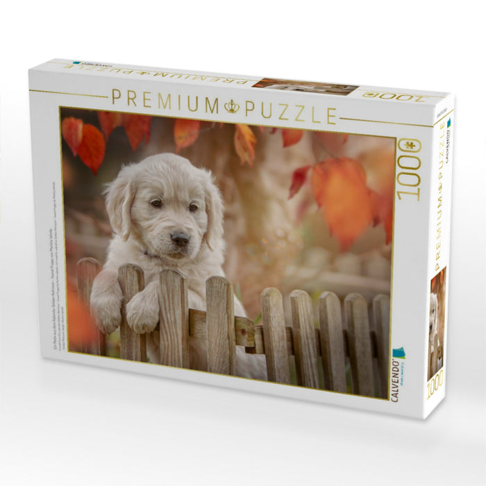 Ein Motiv aus dem Kalender Golden Retriever - Sweet Puppy von Martina Wrede - CALVENDO Foto-Puzzle'