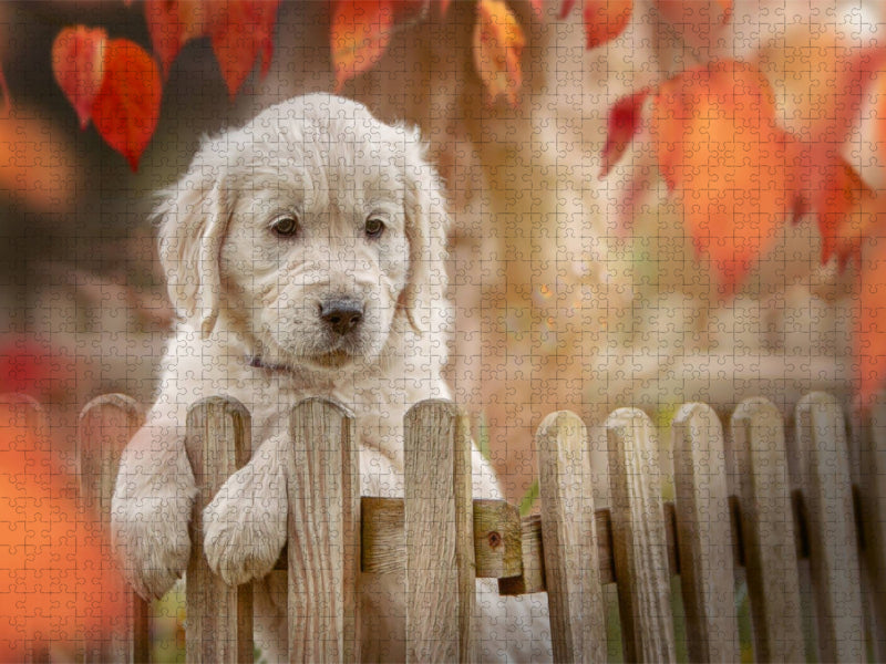 Ein Motiv aus dem Kalender Golden Retriever - Sweet Puppy von Martina Wrede - CALVENDO Foto-Puzzle'