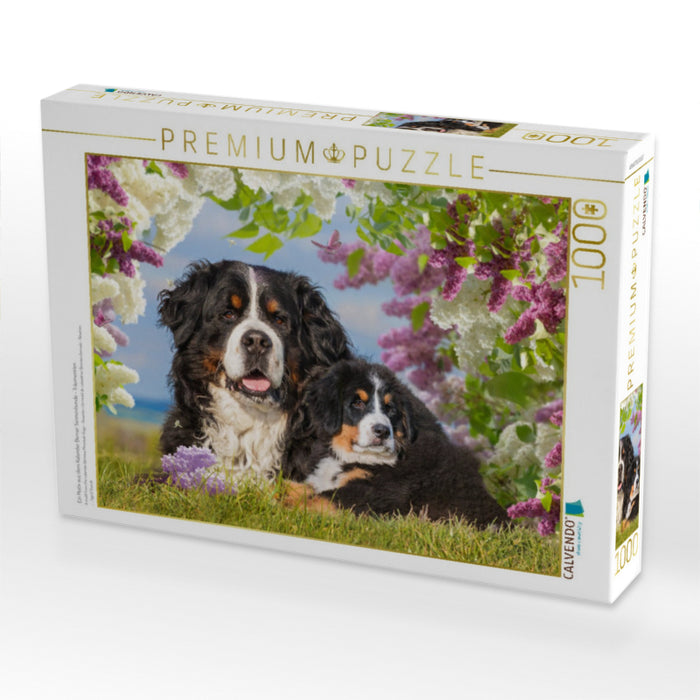 Ein Motiv aus dem Kalender Berner Sennenhunde - Träumereien - CALVENDO Foto-Puzzle'