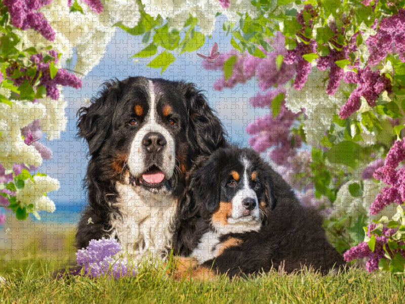 Ein Motiv aus dem Kalender Berner Sennenhunde - Träumereien - CALVENDO Foto-Puzzle'