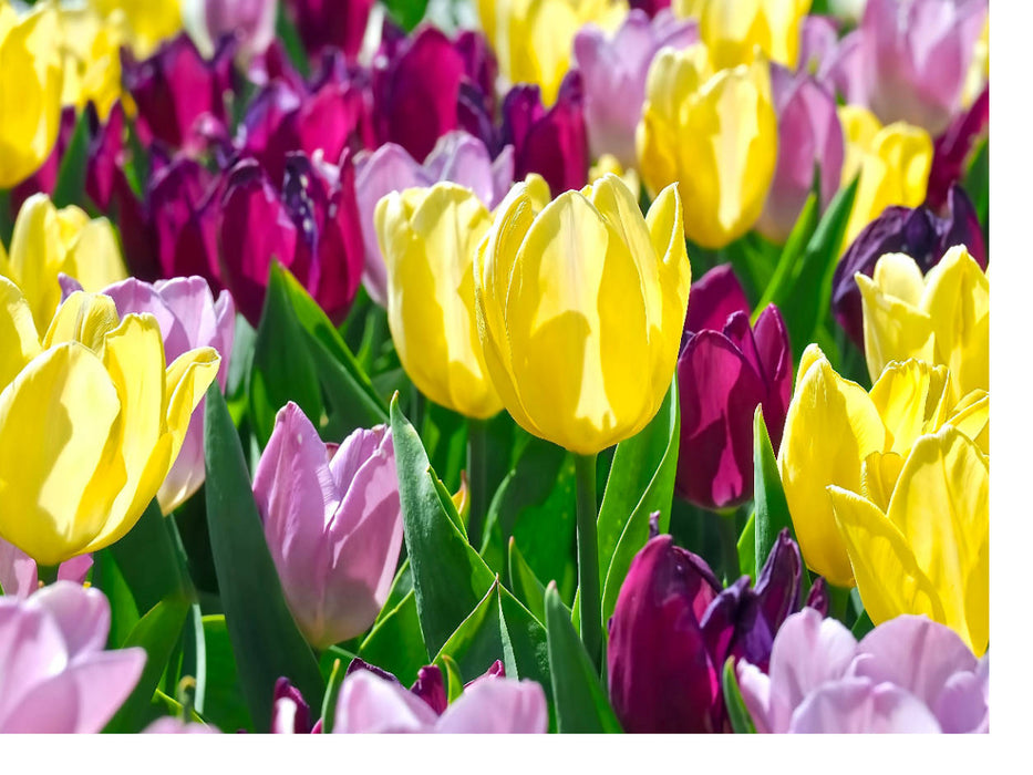 Naher Tulpenzauber - CALVENDO Foto-Puzzle'