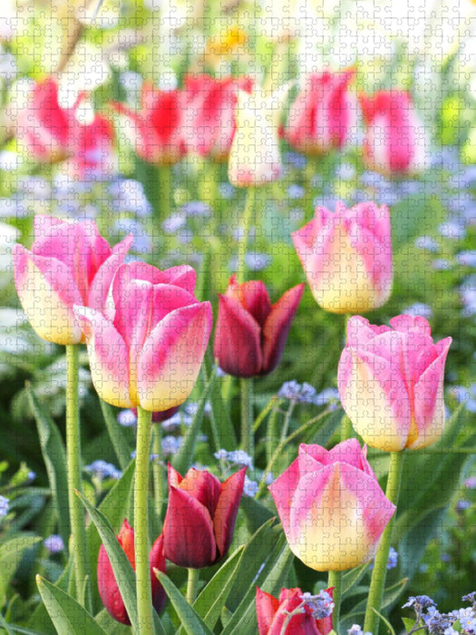 Bunte Tulpen mit Vergissmeinnicht - CALVENDO Foto-Puzzle'