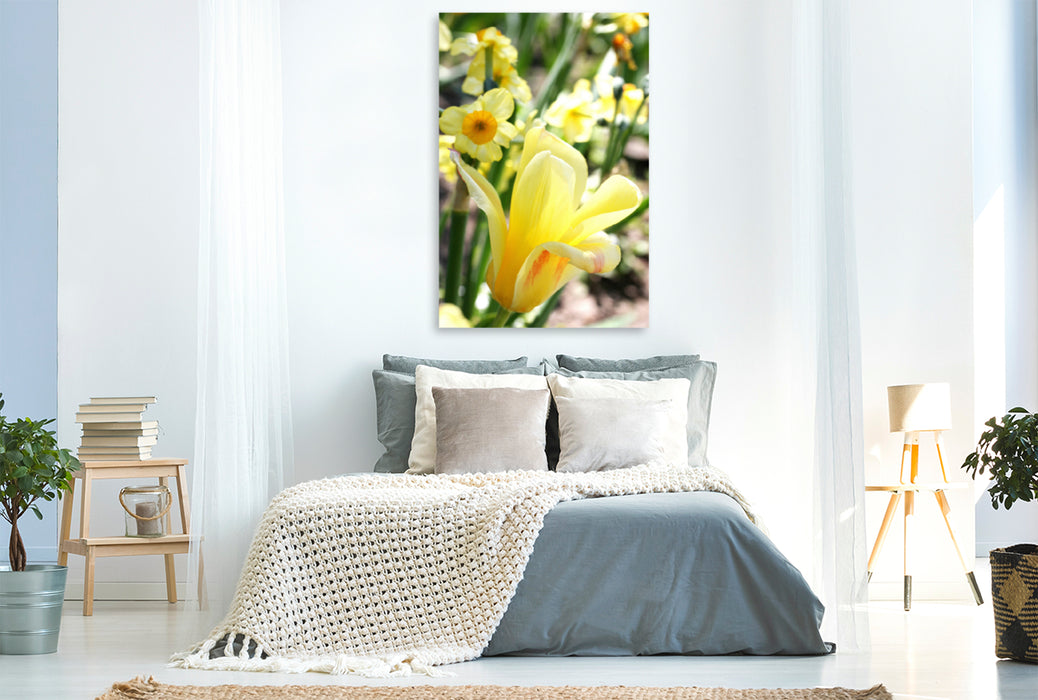 Premium Textil-Leinwand Premium Textil-Leinwand 80 cm x 120 cm  hoch Zartgelbe Tulpe mit Narzissen
