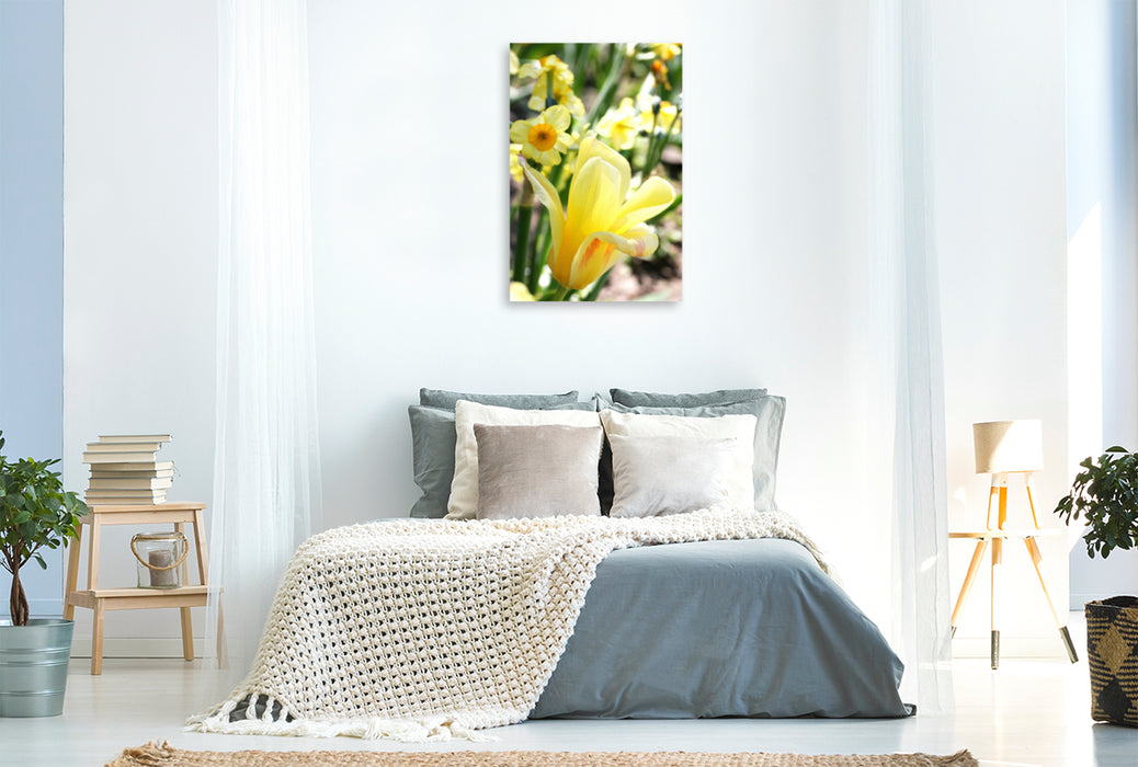 Premium Textil-Leinwand Premium Textil-Leinwand 80 cm x 120 cm  hoch Zartgelbe Tulpe mit Narzissen