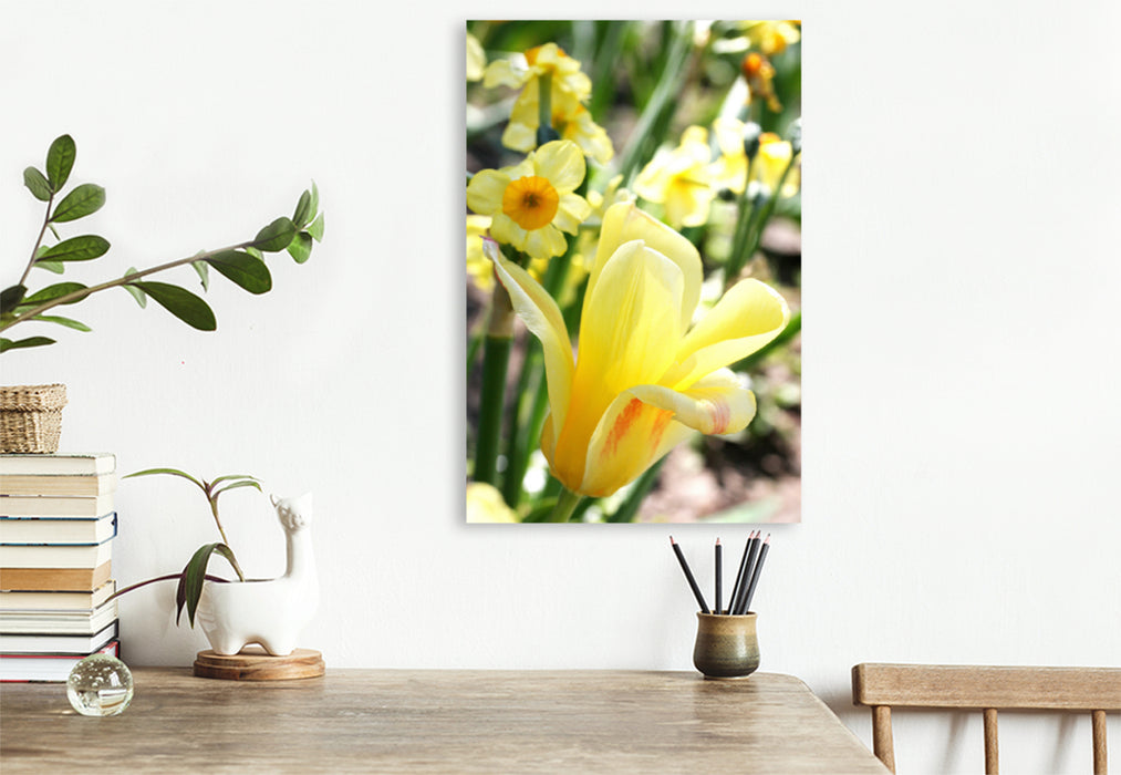 Premium textile canvas Premium textile canvas 80 cm x 120 cm high Soft yellow tulip with daffodils 