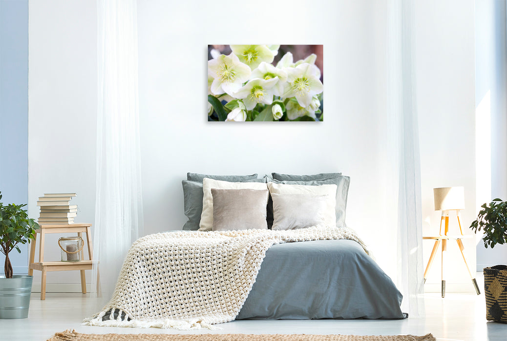 Premium textile canvas Premium textile canvas 120 cm x 80 cm landscape White Christmas roses or snow roses 