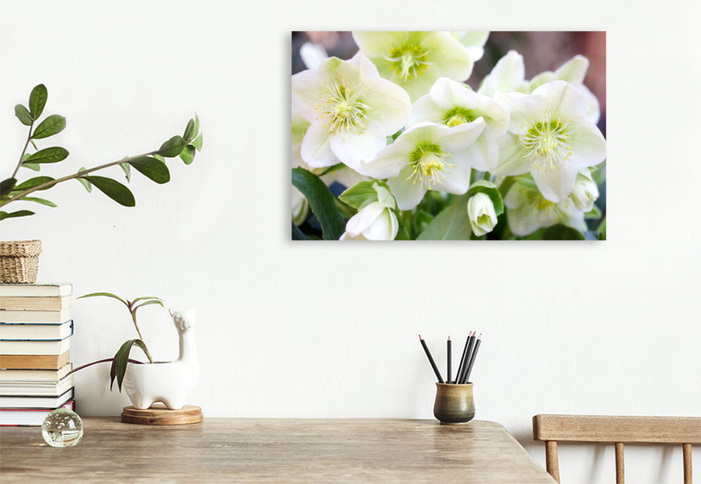 Premium textile canvas Premium textile canvas 120 cm x 80 cm landscape White Christmas roses or snow roses 