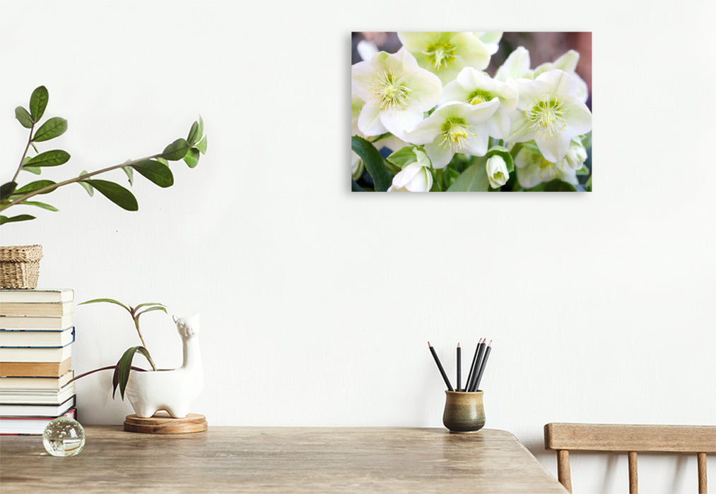 Premium textile canvas Premium textile canvas 120 cm x 80 cm landscape White Christmas roses or snow roses 