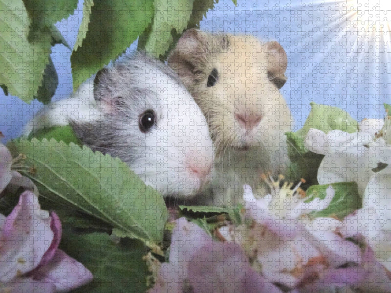 Meerschweinchen - bezaubernd, entzückend, hinreißend - CALVENDO Foto-Puzzle'