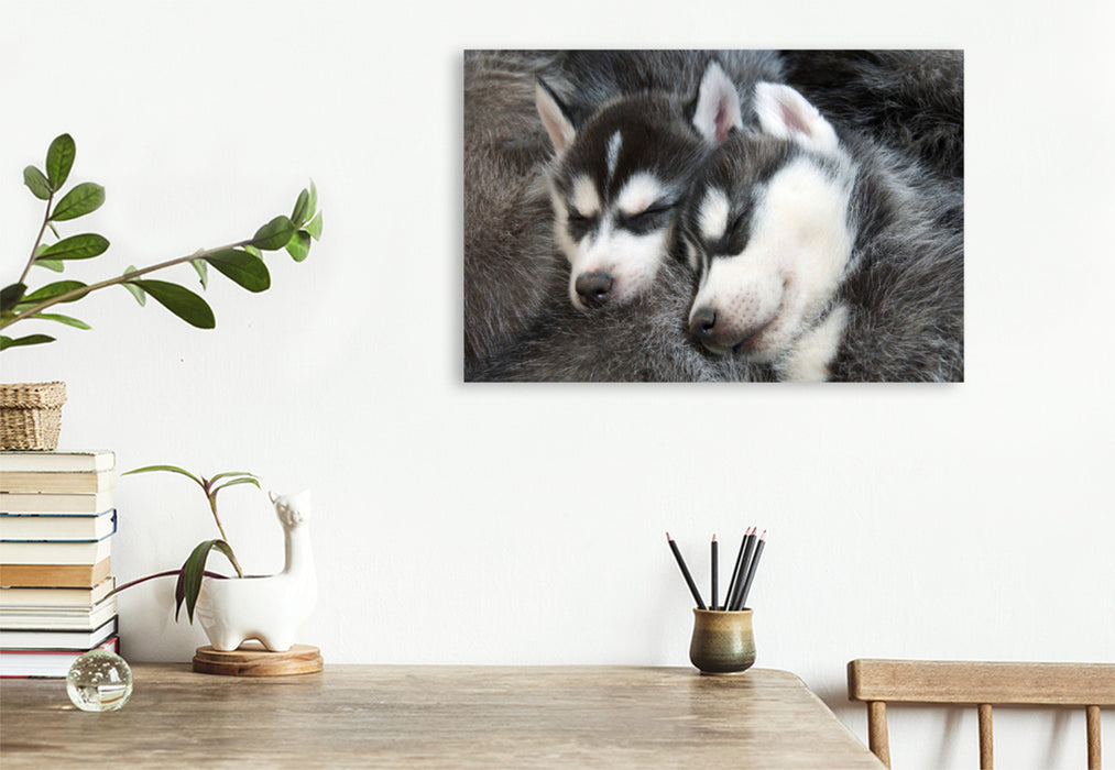Premium textile canvas Premium textile canvas 120 cm x 80 cm landscape Siberian Husky puppies sleep and dream of adventures in the snow 