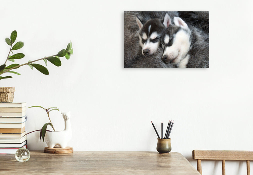 Premium textile canvas Premium textile canvas 120 cm x 80 cm landscape Siberian Husky puppies sleep and dream of adventures in the snow 