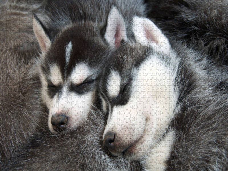 Sibirische Husky Welpen schlafen und träumen von Abenteuern im Schnee - CALVENDO Foto-Puzzle'