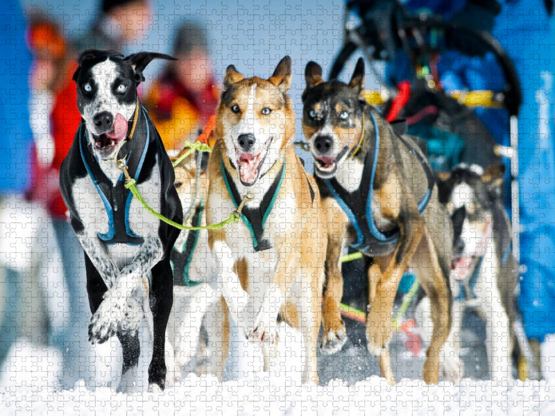 Ein Schlittenhunde-Gespann voller Begeisterung beim Rennen - CALVENDO Foto-Puzzle'