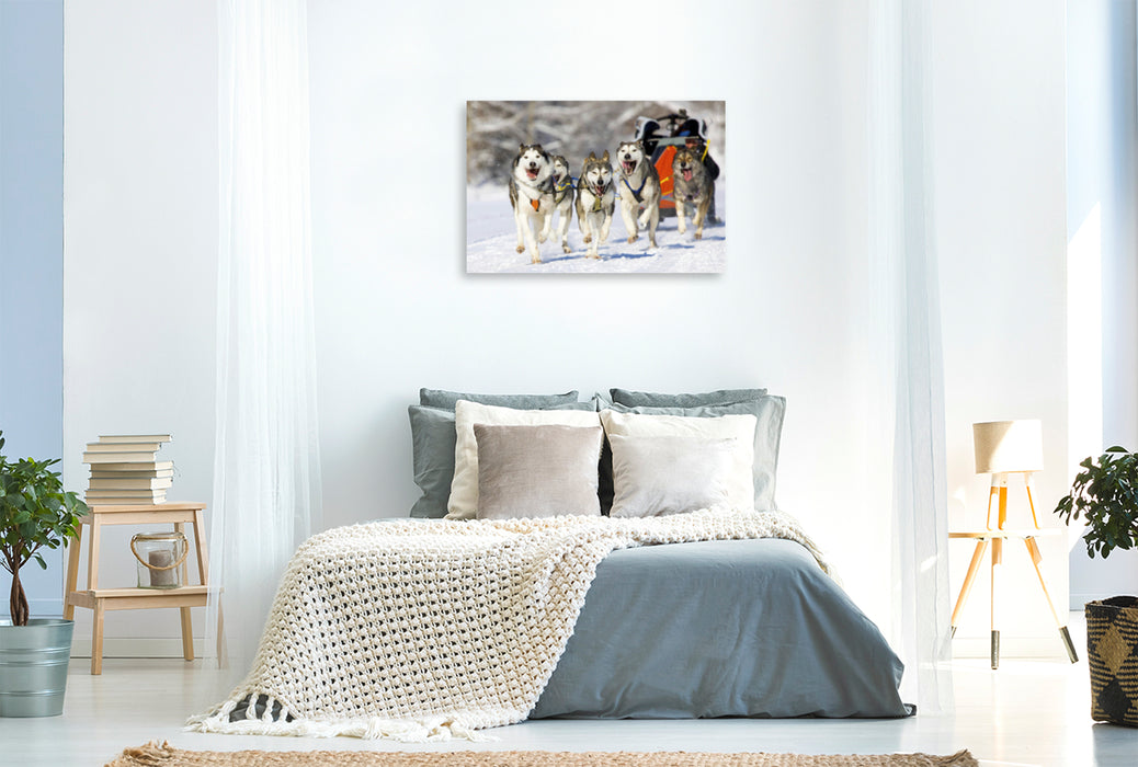 Premium textile canvas Premium textile canvas 120 cm x 80 cm across The musher ducks into his sled to reduce the load on his dogs 