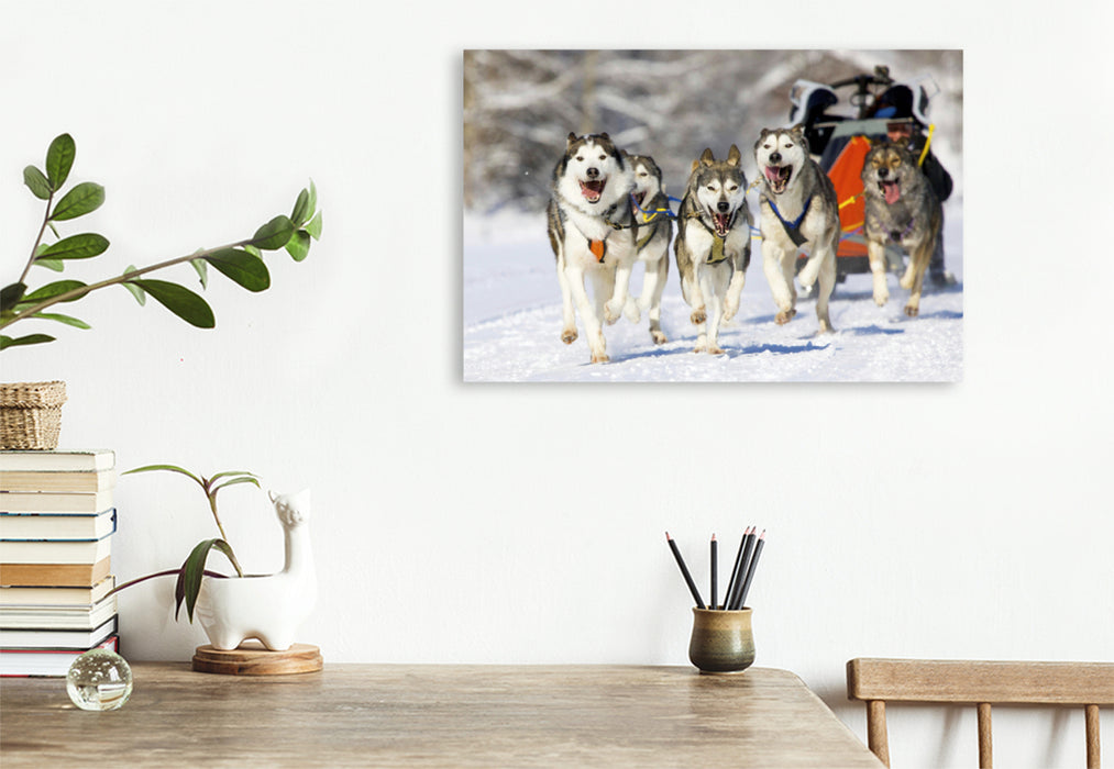 Premium textile canvas Premium textile canvas 120 cm x 80 cm across The musher ducks into his sled to reduce the load on his dogs 