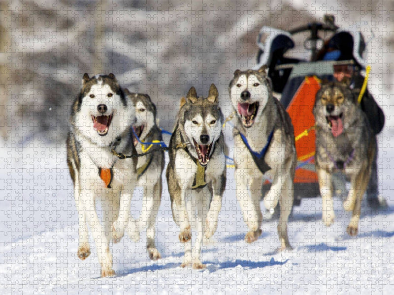 Der Musher duckt sich in seinen Schlitten um die Last für seine Hunde zu verringern - CALVENDO Foto-Puzzle'