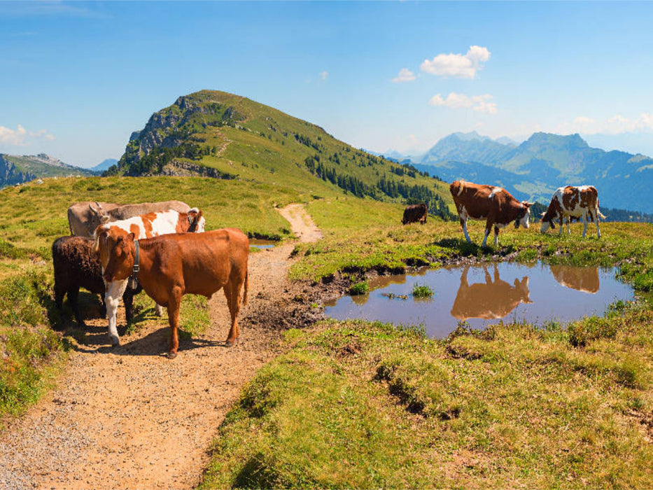 Wanderweg am Niederhorn in den Schweizer Alpen - CALVENDO Foto-Puzzle'