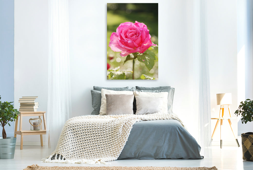 Premium Textil-Leinwand Premium Textil-Leinwand 80 cm x 120 cm  hoch Rose 'Duftrausch' nach dem Regen